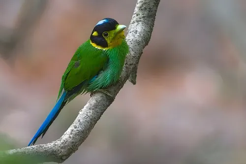 Naina Devi Himalayan Bird Conservation Reserve